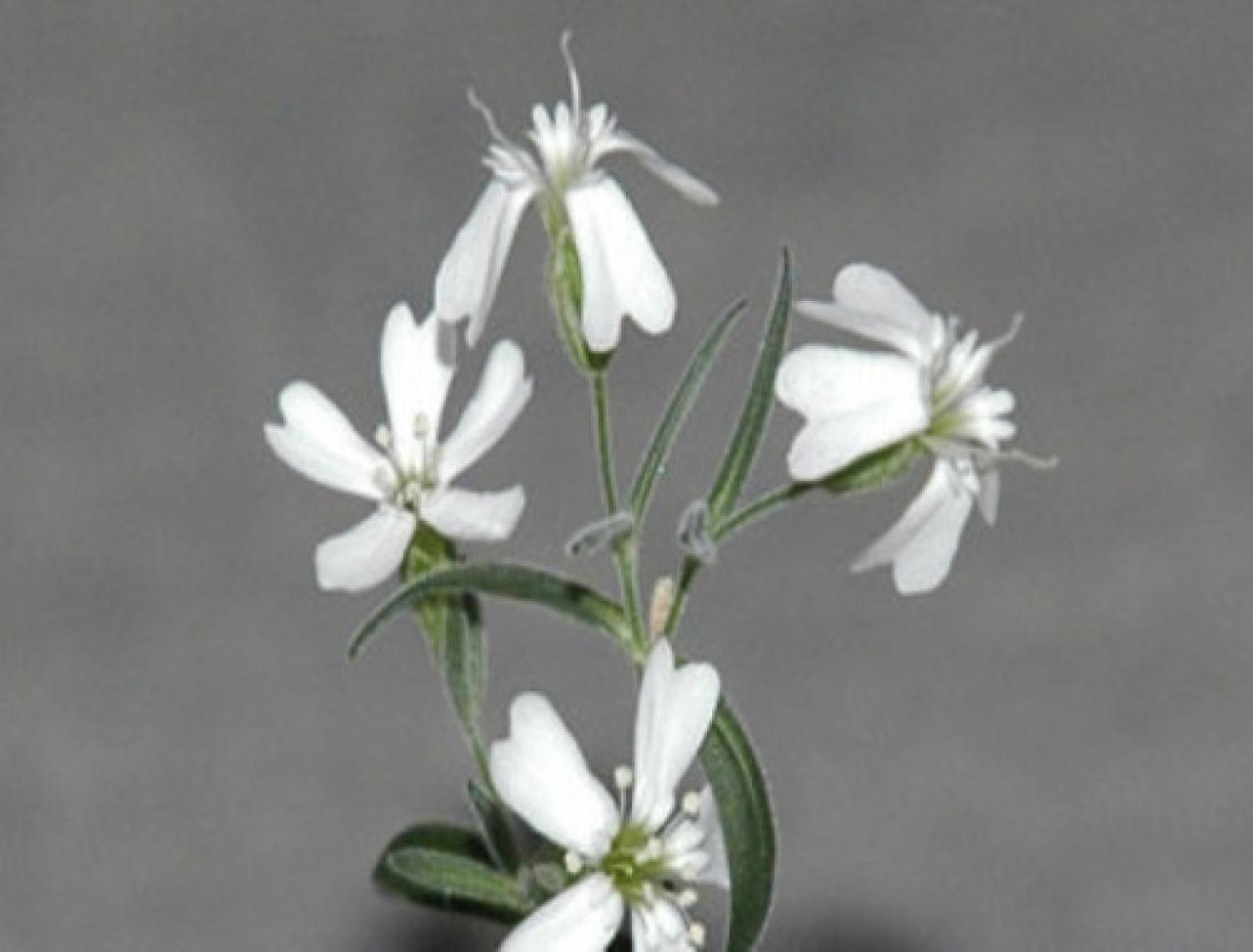 Смолевка Альпийская Вариегата