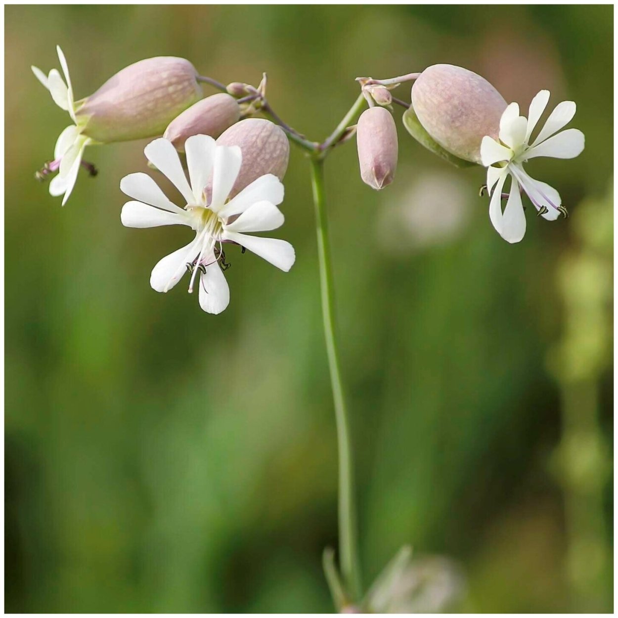Silene vulgaris Смолевка обыкновенная