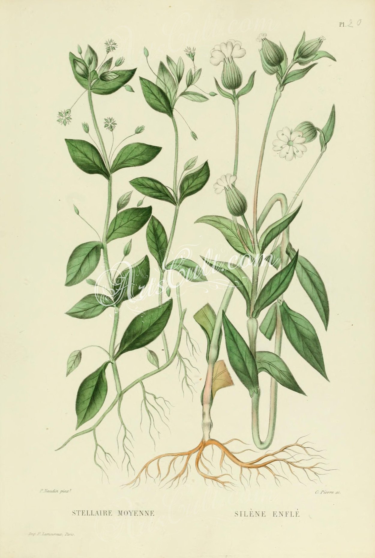 Ботаника Смолевка обыкновенная