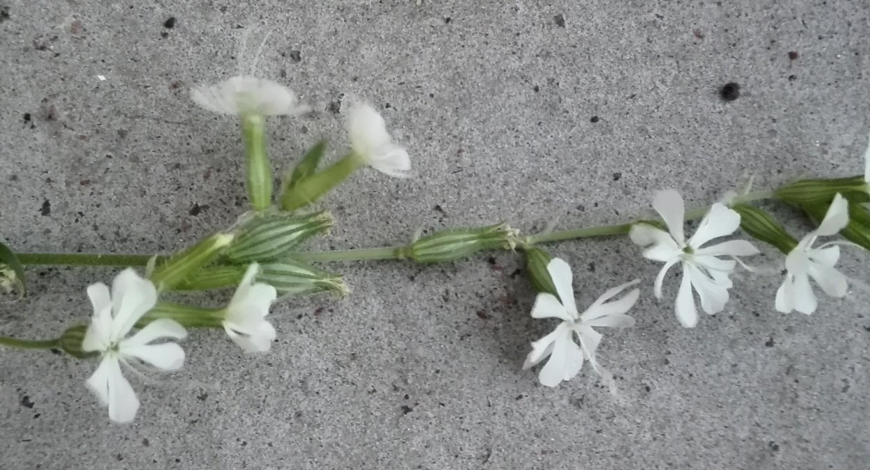 Дрема двудомная белая