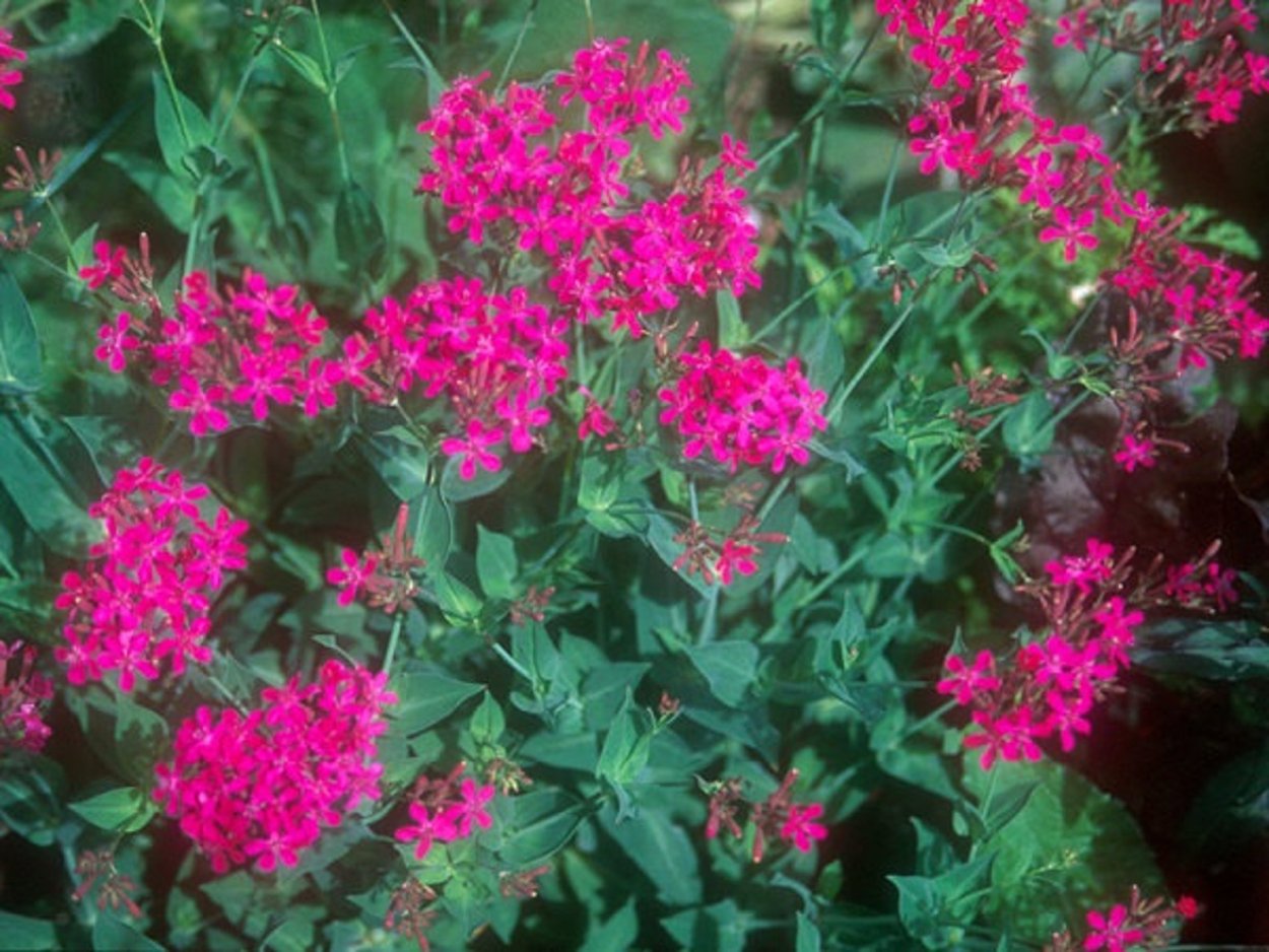 Силена Смолевка цветы Электра