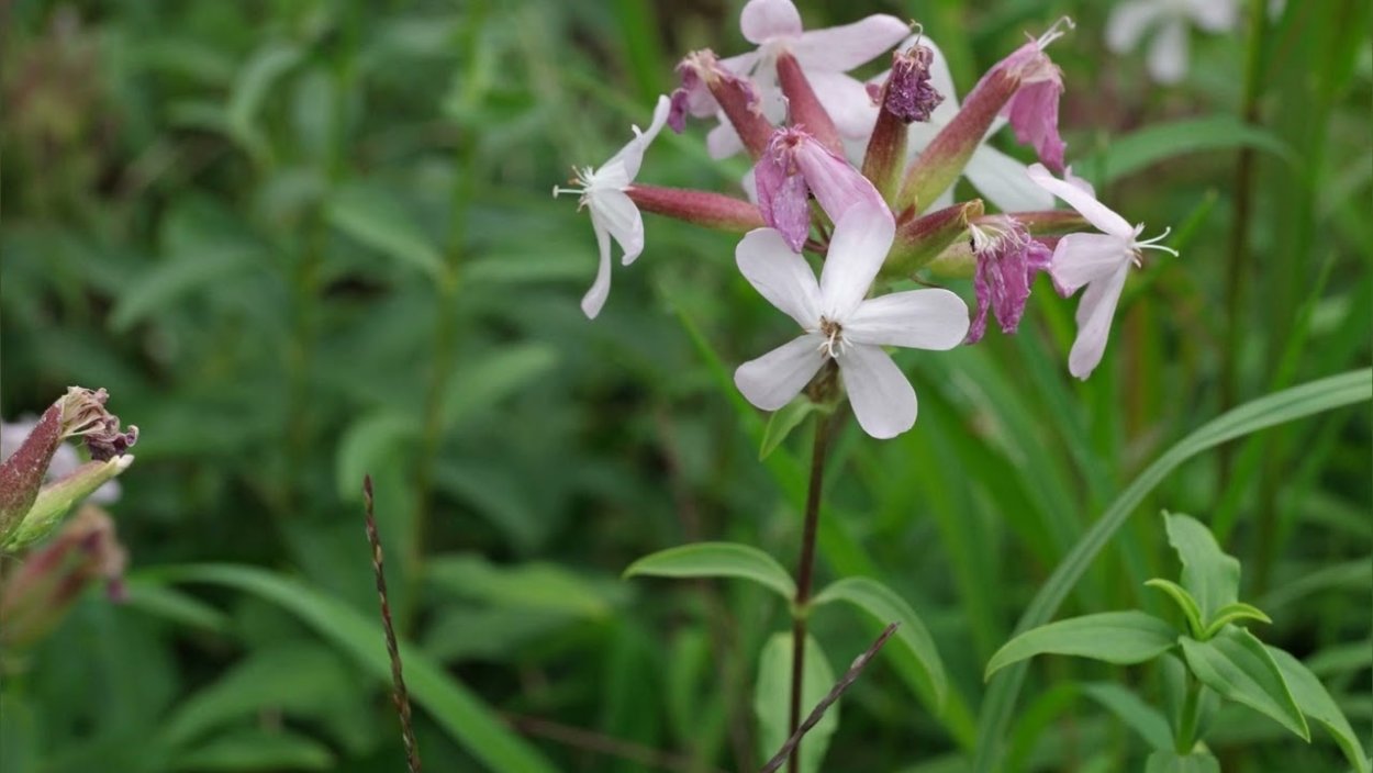 Сапонария мыльнянка