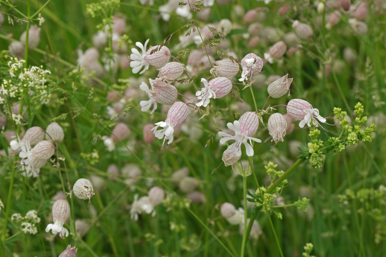 Смолевка Алтайская