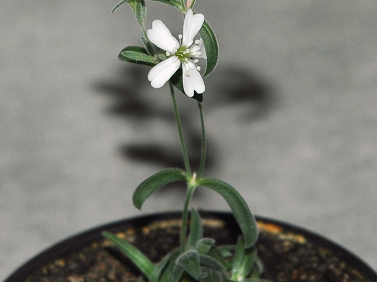 Смолевка узколистная