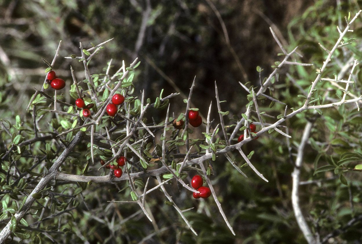 Колючий куст