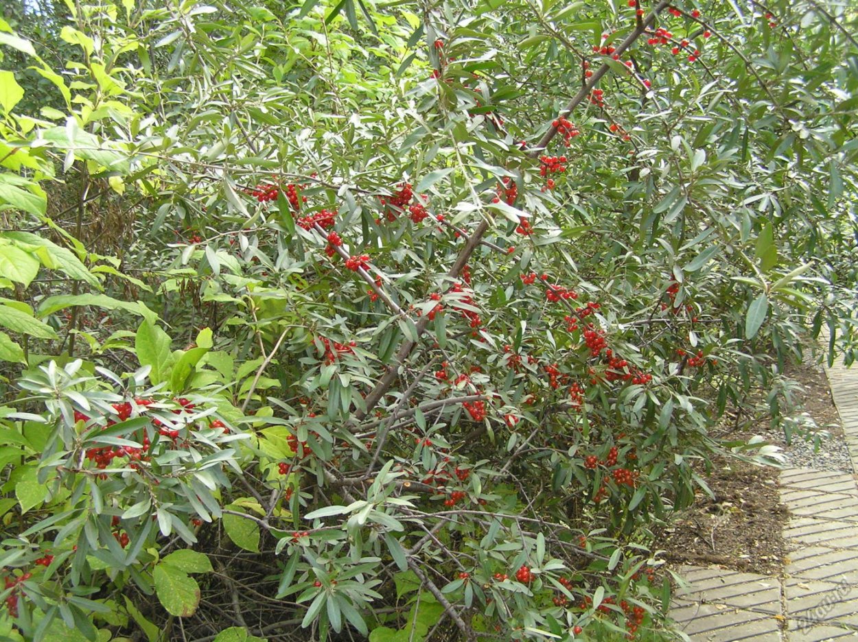 Красная Лесная ягода кустовая