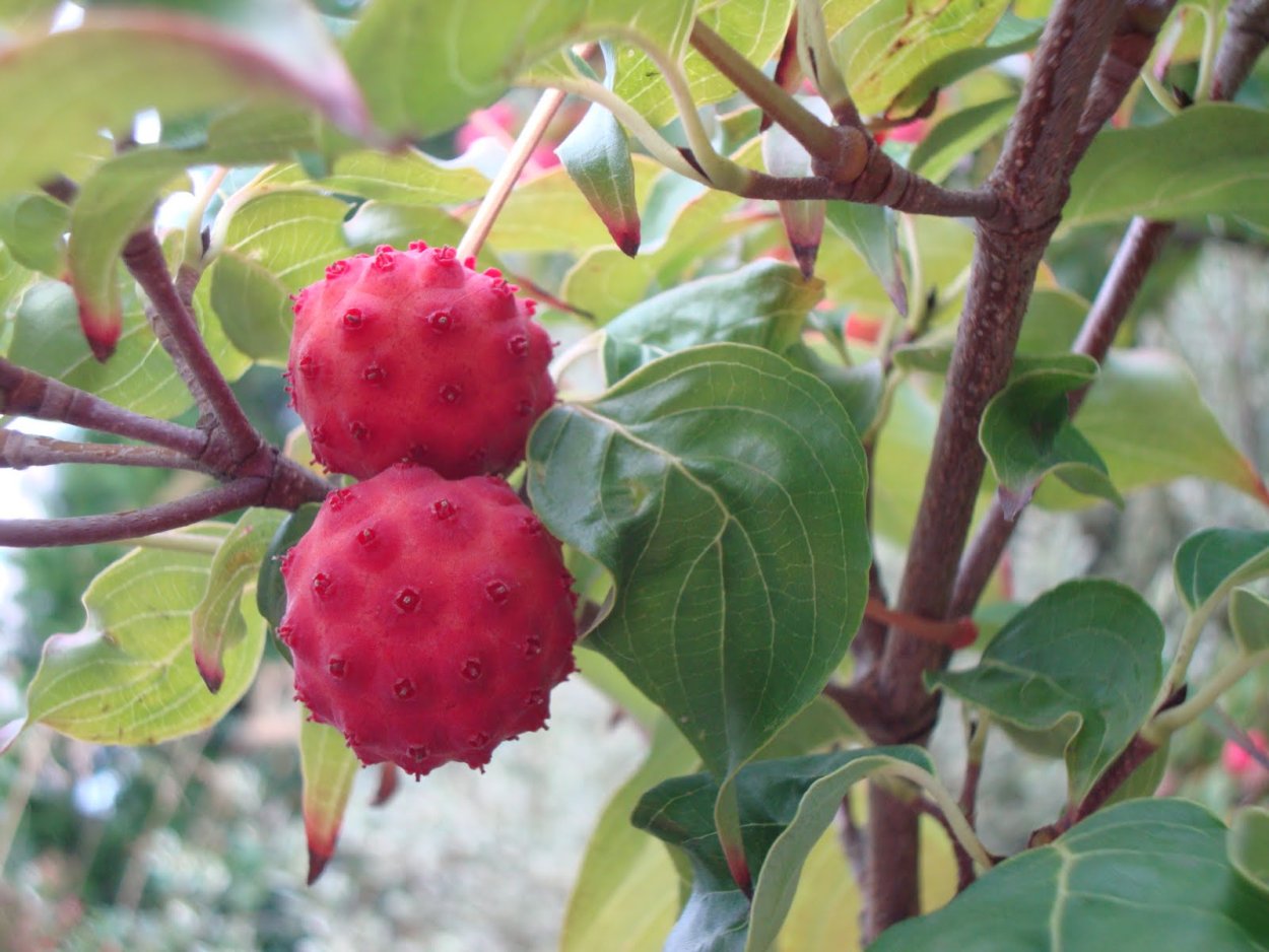 Кустарники со съедобными ягодами
