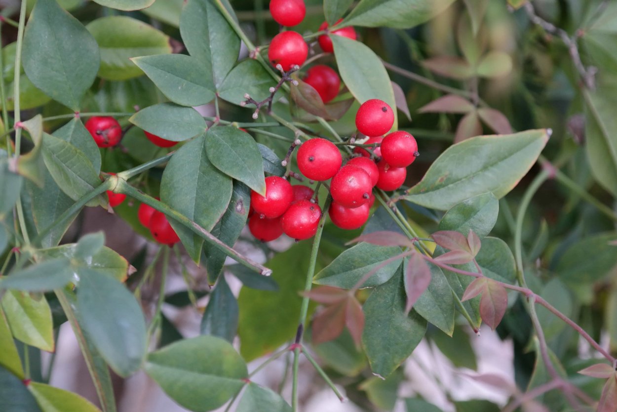 Красный вечнозеленый кустарник