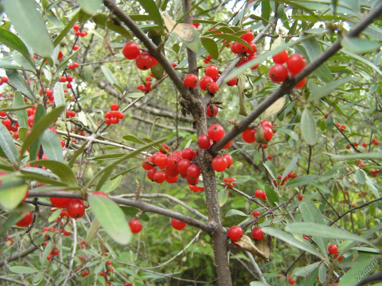 Остролист с красными ягодами