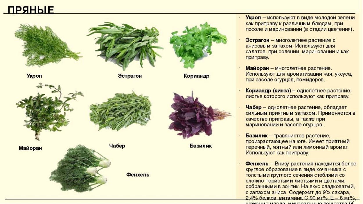 Мангольд в цветнике