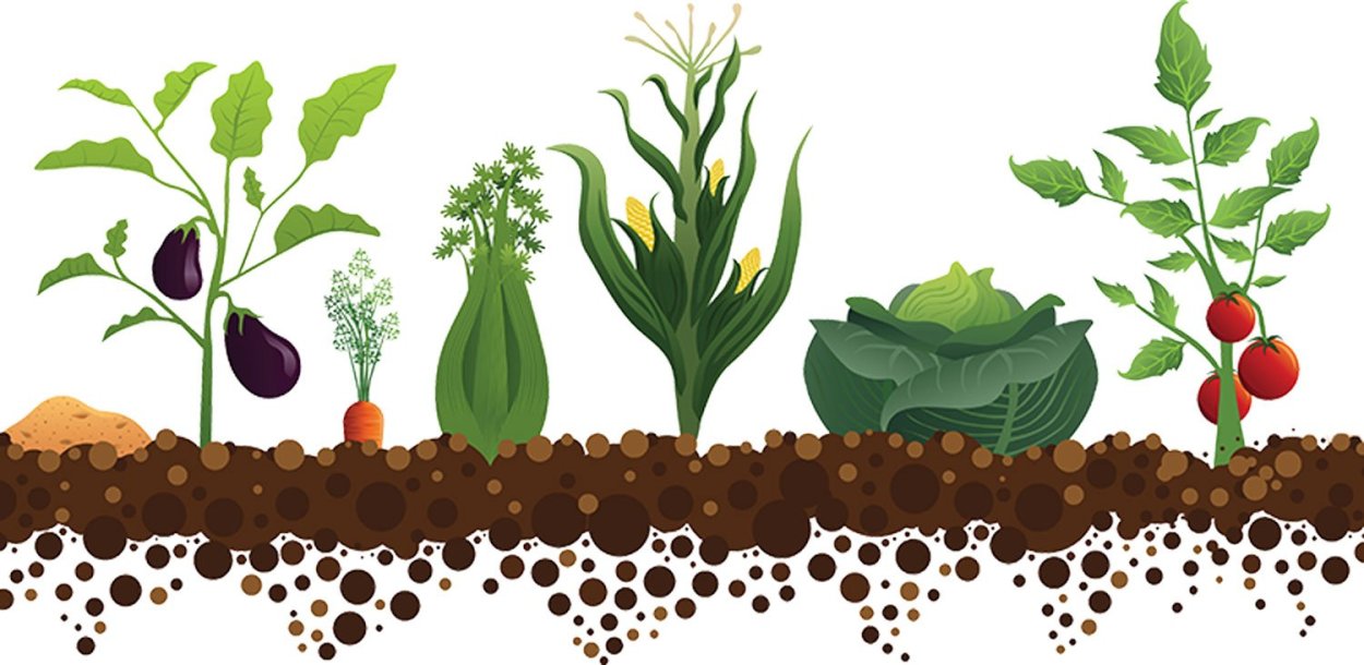 Размножение растений семенами и вегетативно