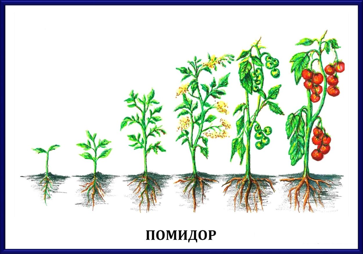 Плоды классификация плодов 6 класс биология