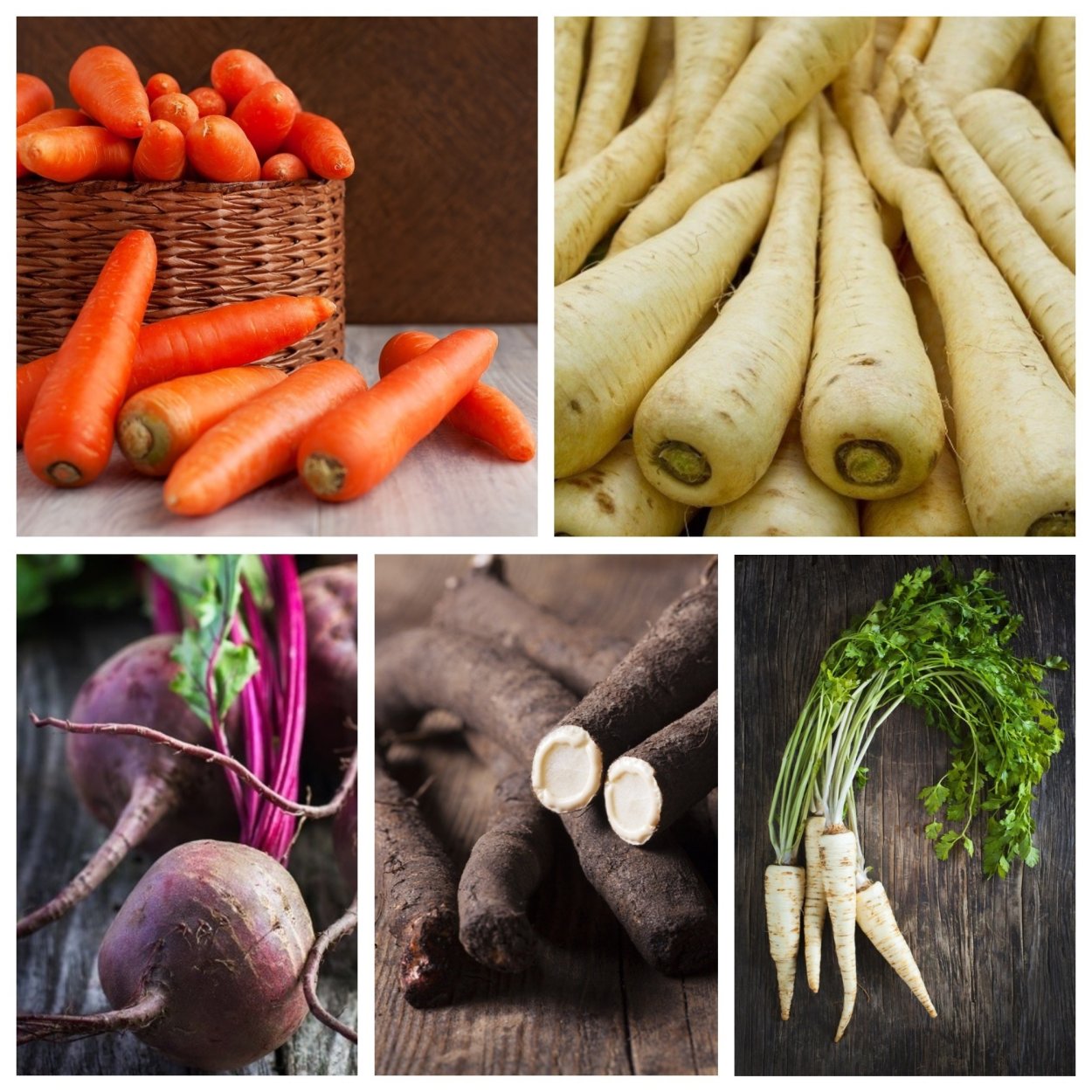 Фенхель обыкновенный