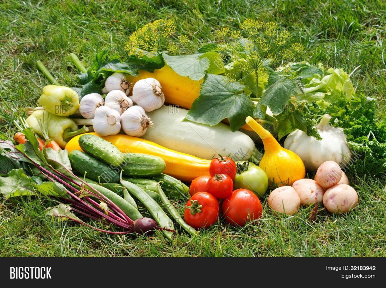 Чем полезен сельдерей