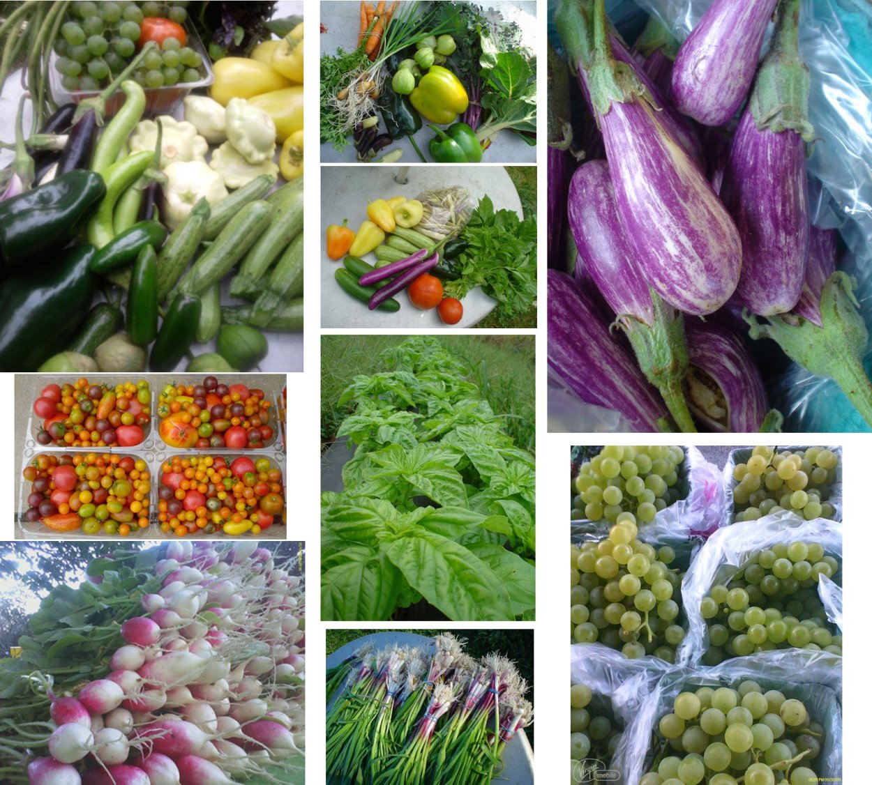 Семена овощей