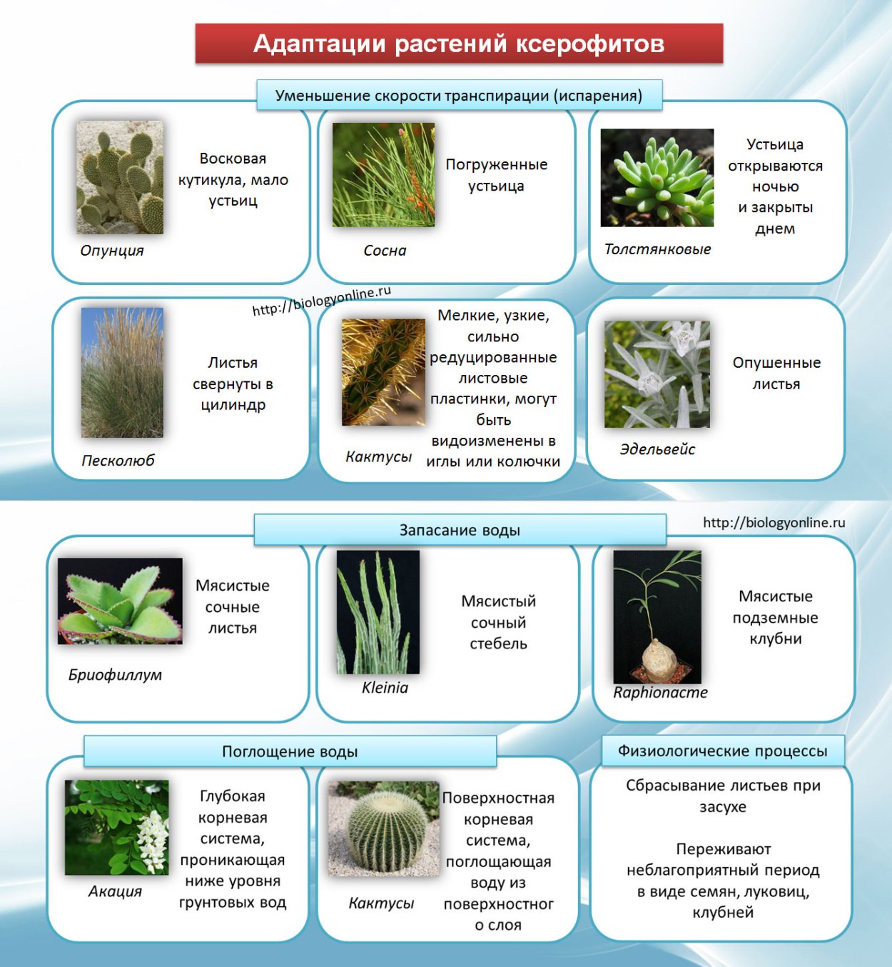 Севооборот сидератов таблица