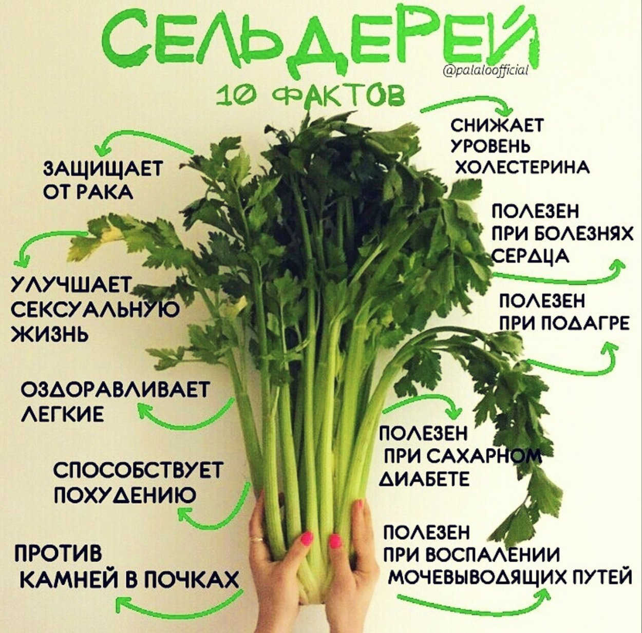 Редиска и зелень