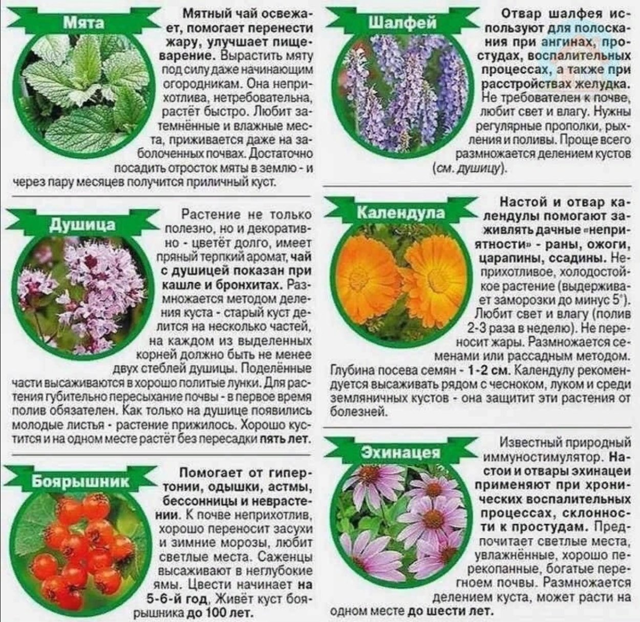 Как выглядят листья хрена