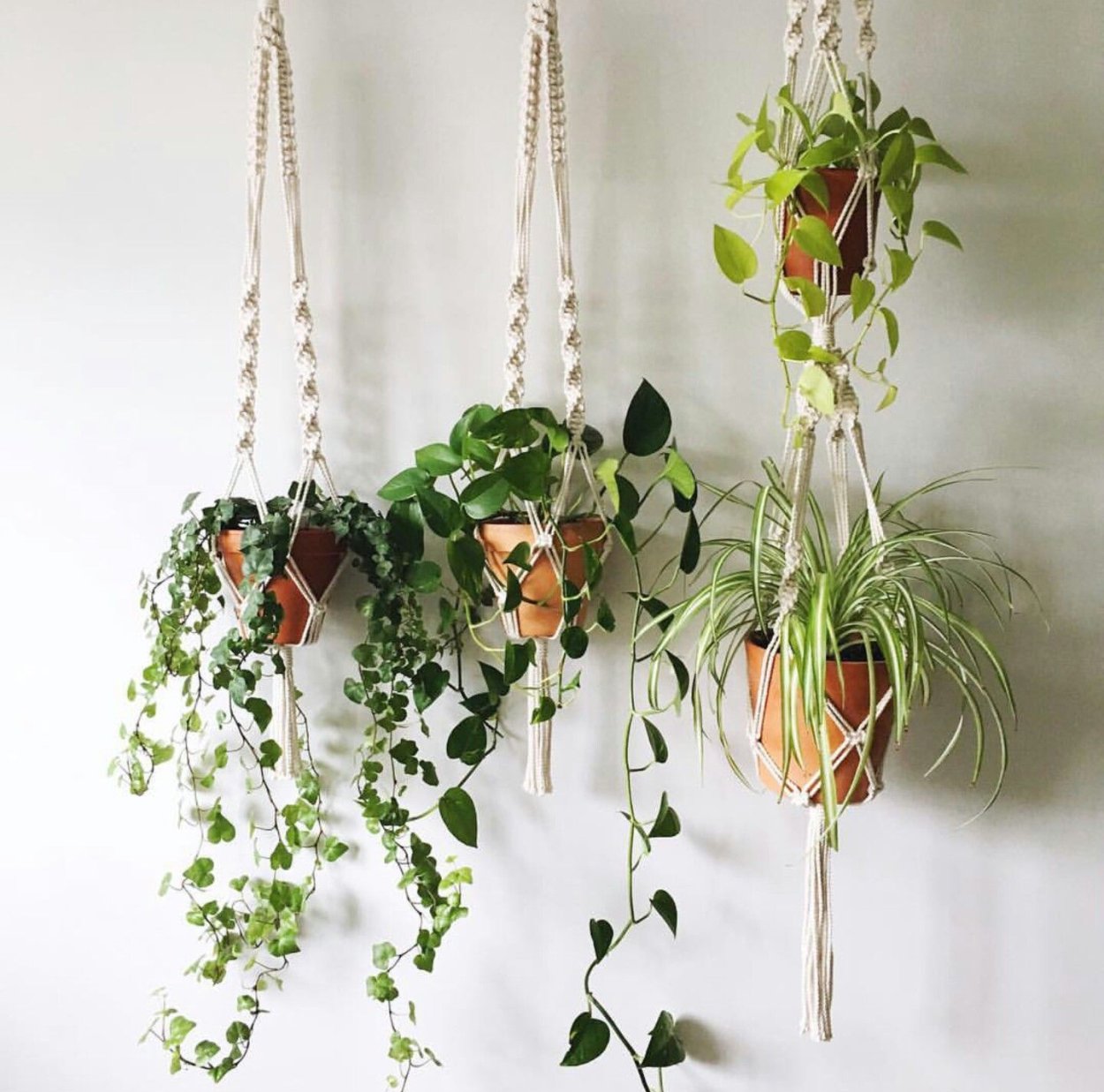 Барвинок ампельный