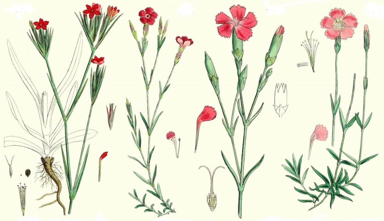 Гвоздика травянка корень