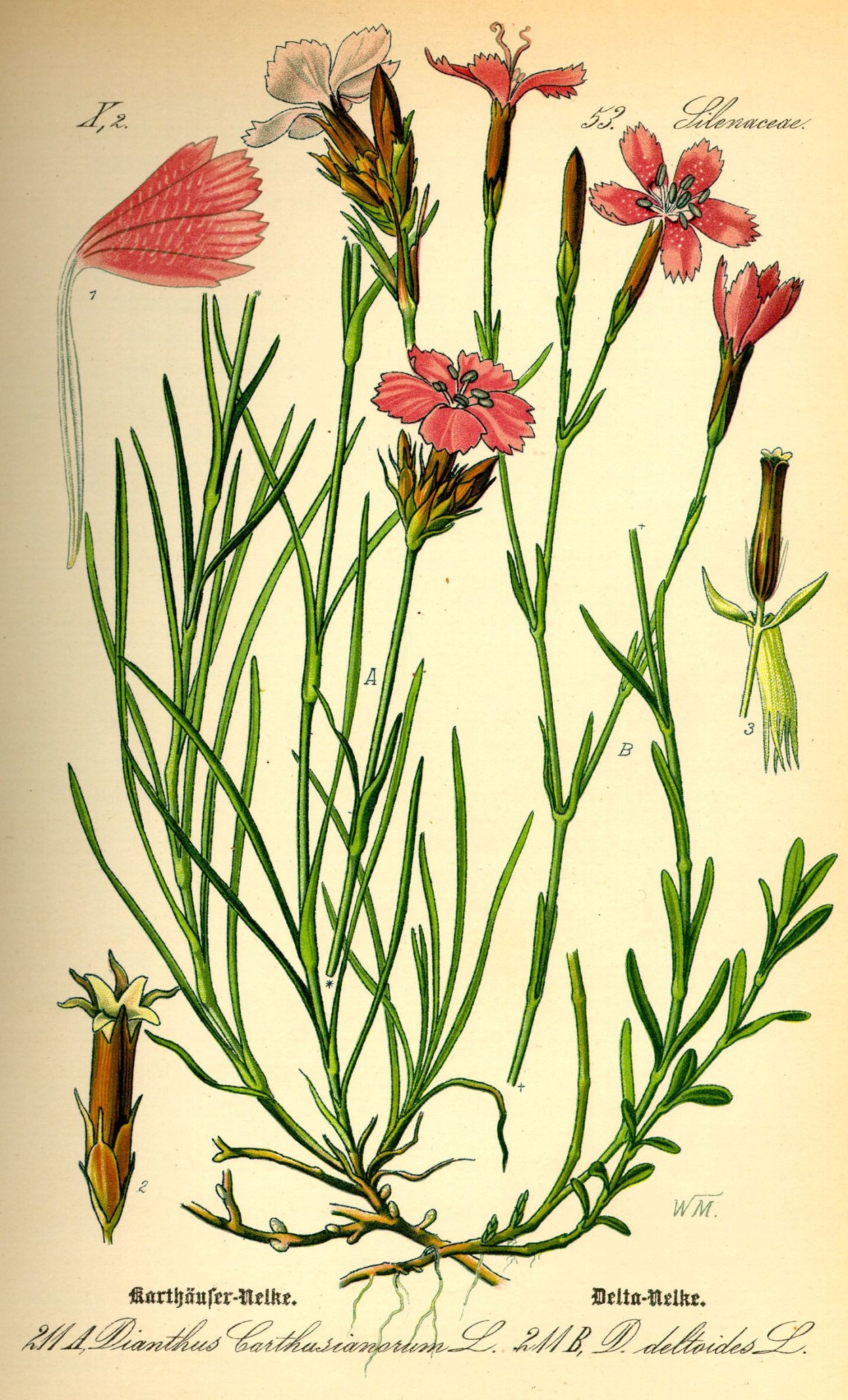 Гвоздика травянка Dianthus deltoides l.