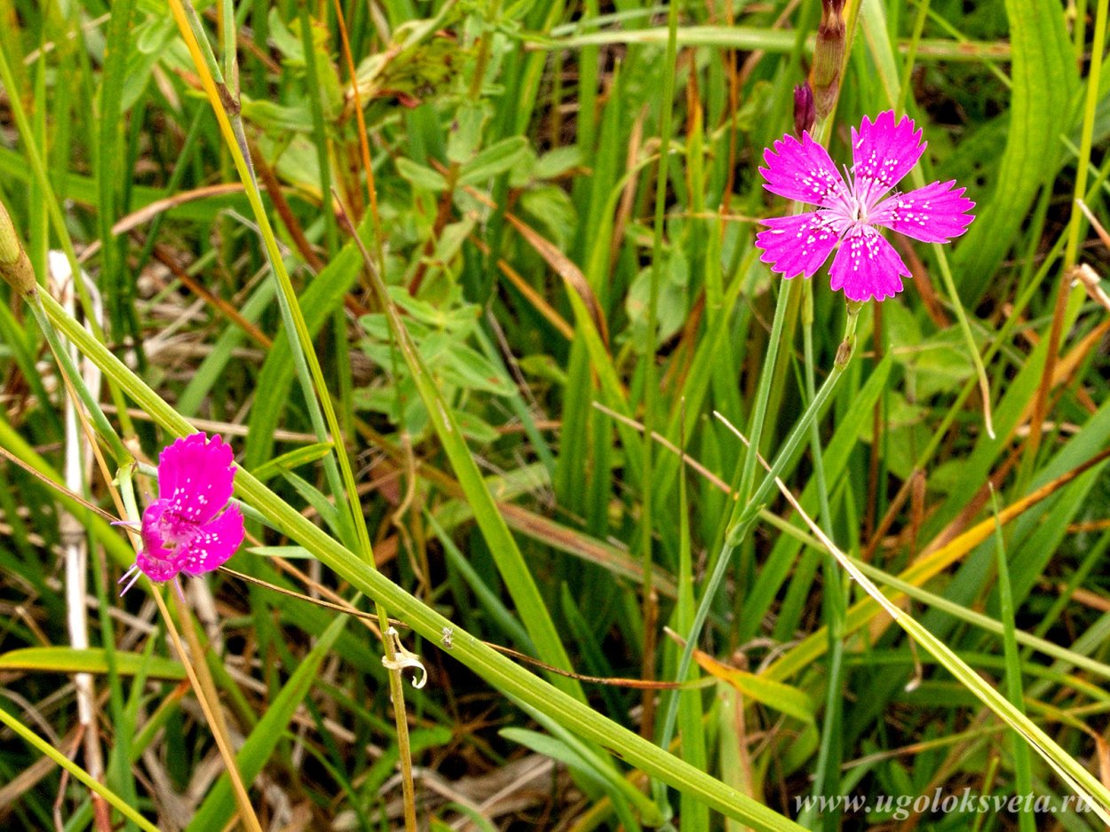 Гвоздика травянка семейство