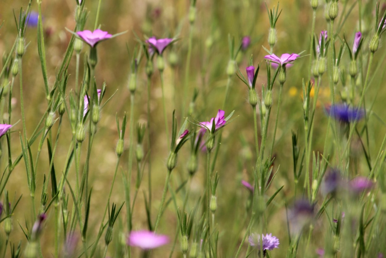 Куколь обыкновенный