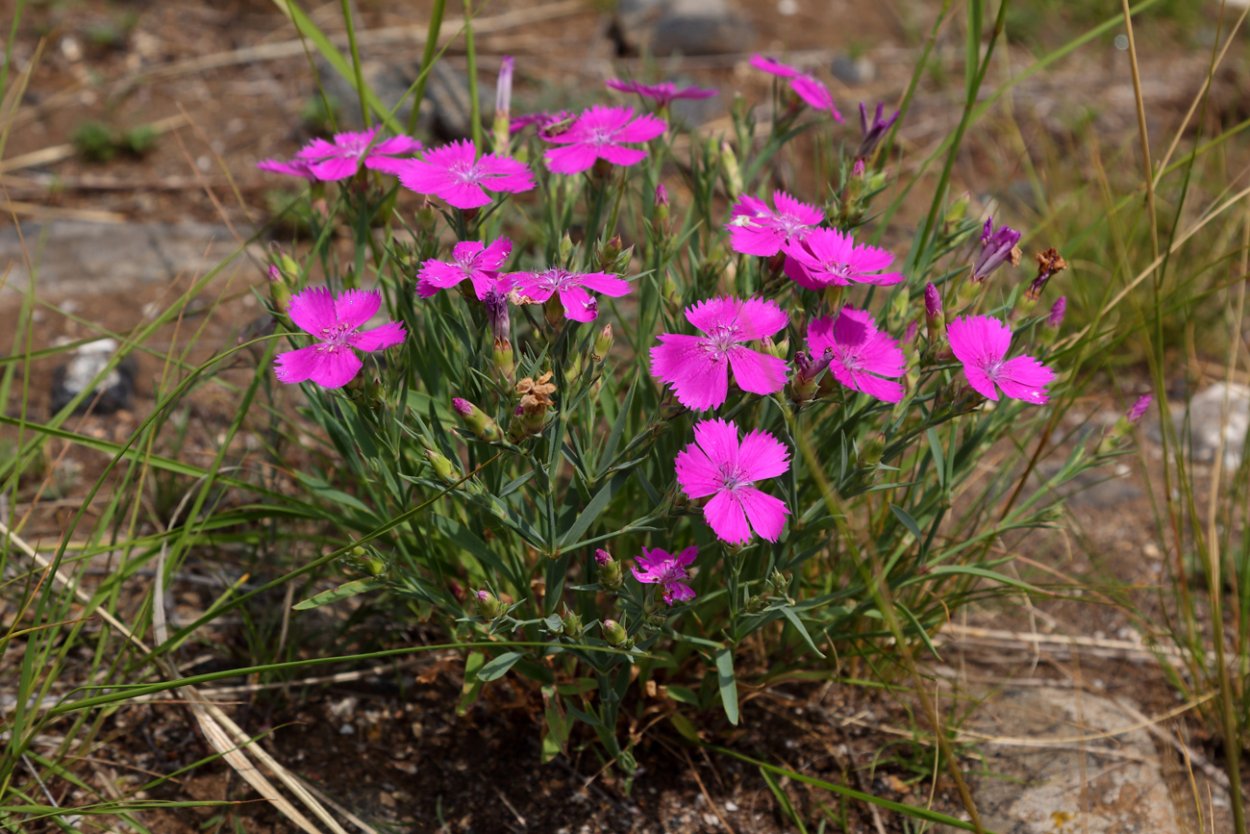 Гвоздика дельтовидная (Dianthus deltoides)