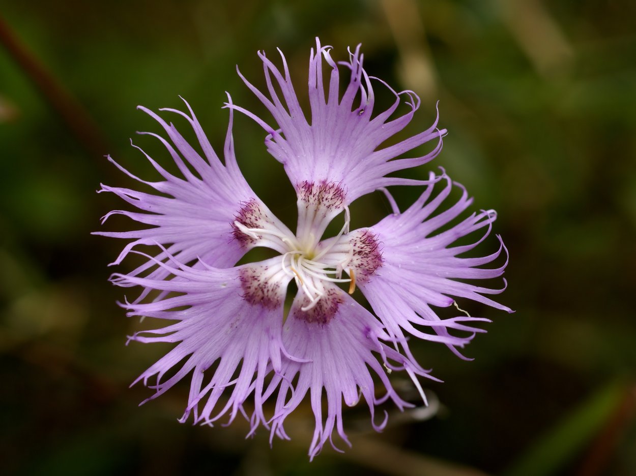 Dianthus monspessulanus
