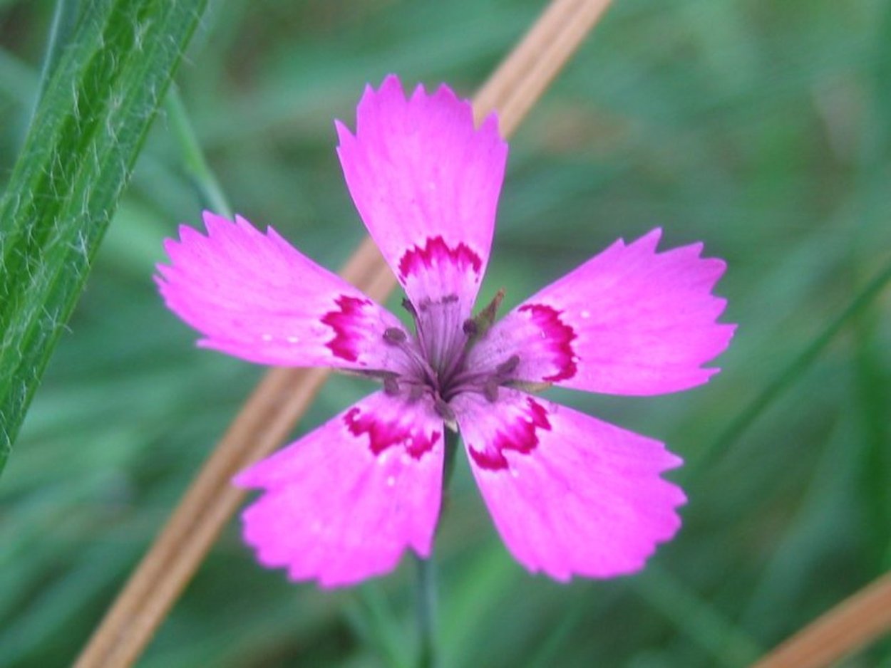Рода Dianthus Caryophyllaceae