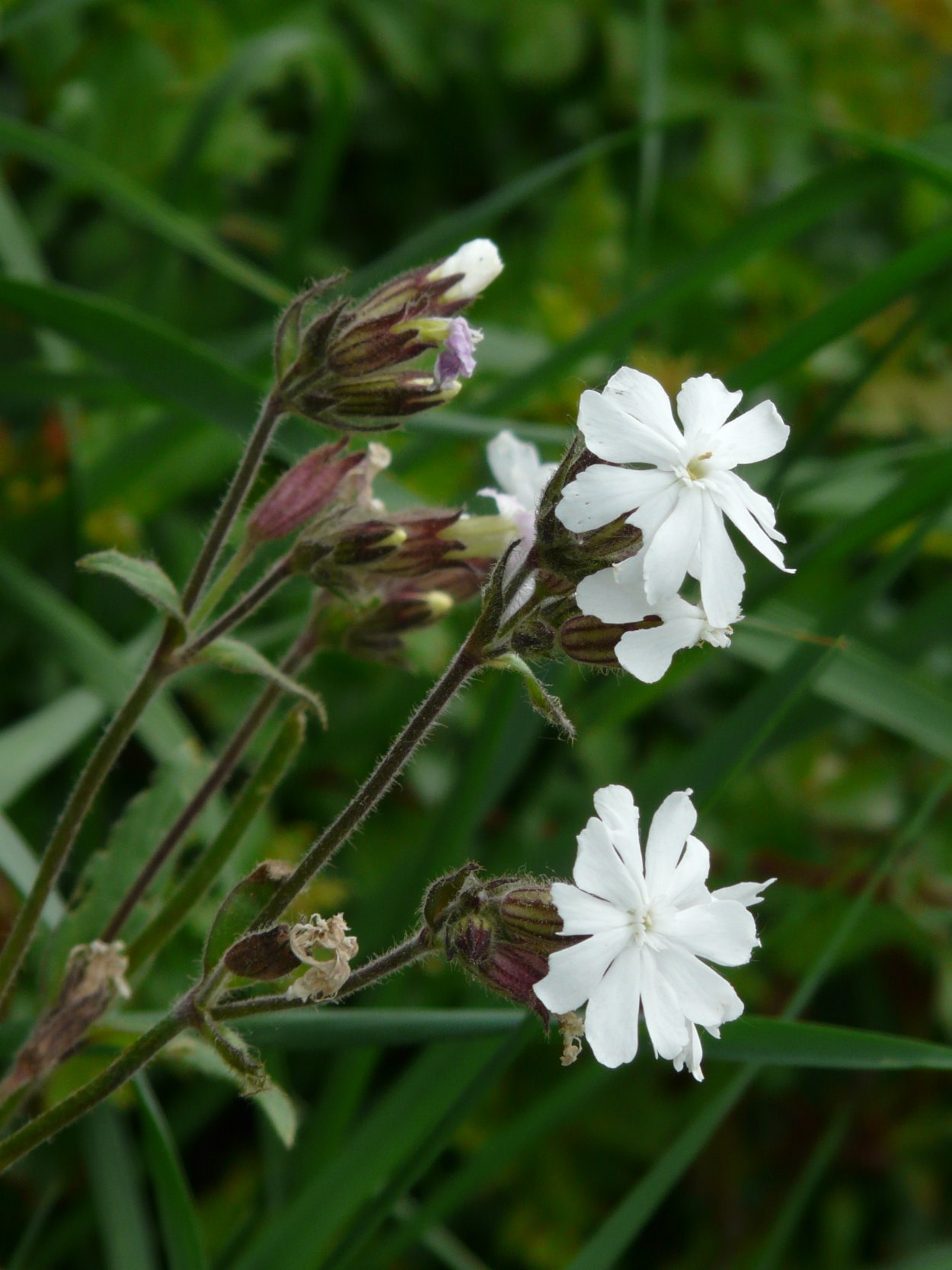 Silene latifolia смолёвка белая