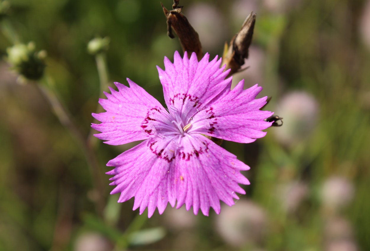 Гвоздика Полевая ( Dianthus Campestris)