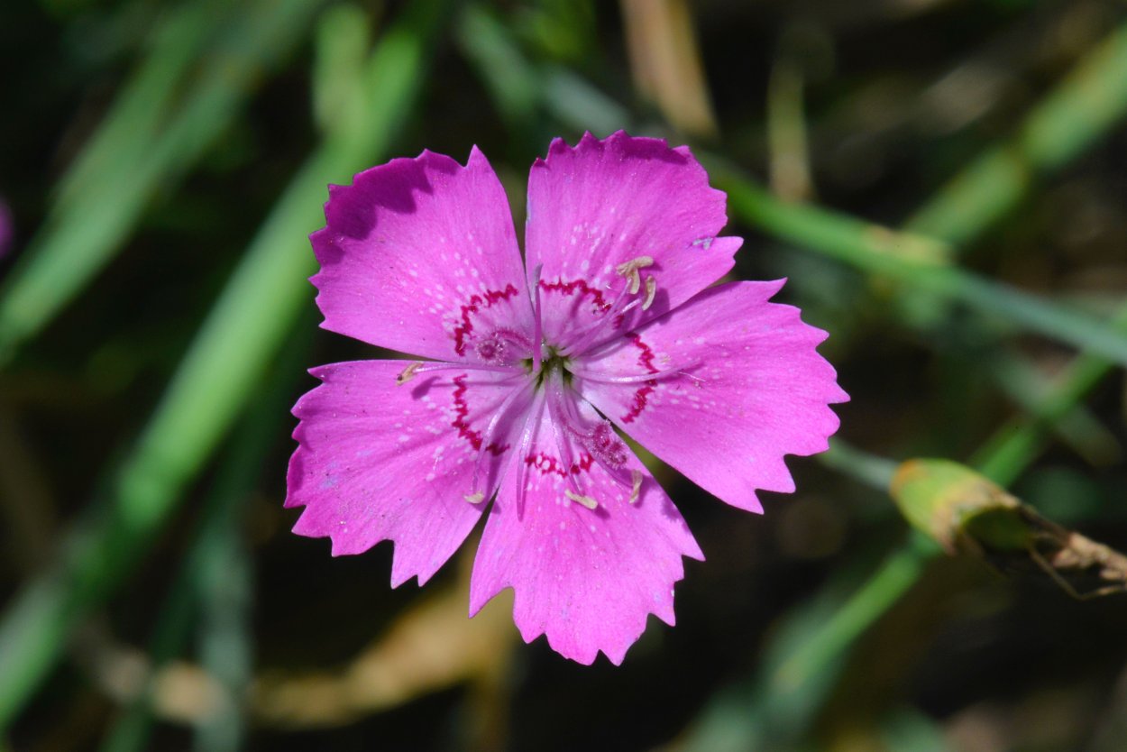 Гвоздика Фишера Dianthus fischeri Spreng.