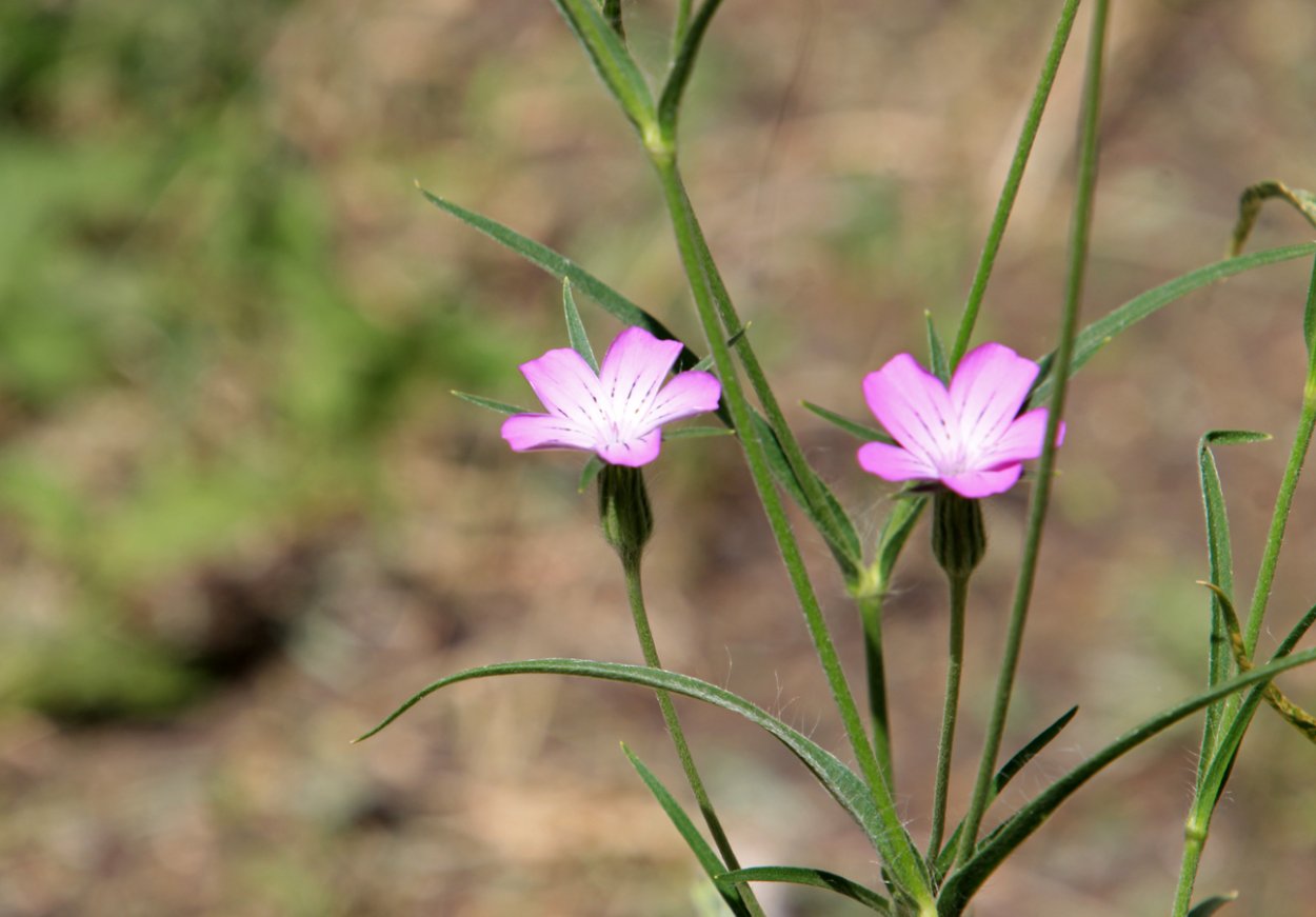 Куколь обыкновенный