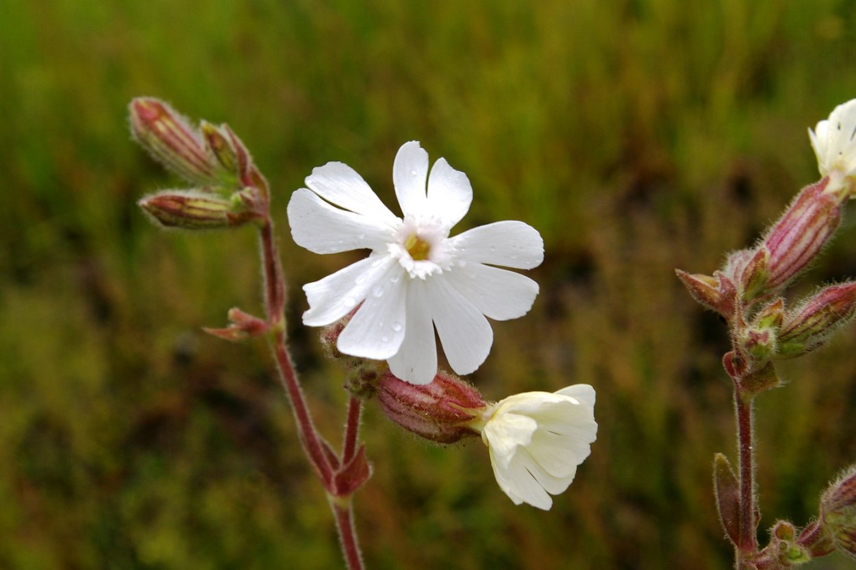 Смолевка Дрема белая