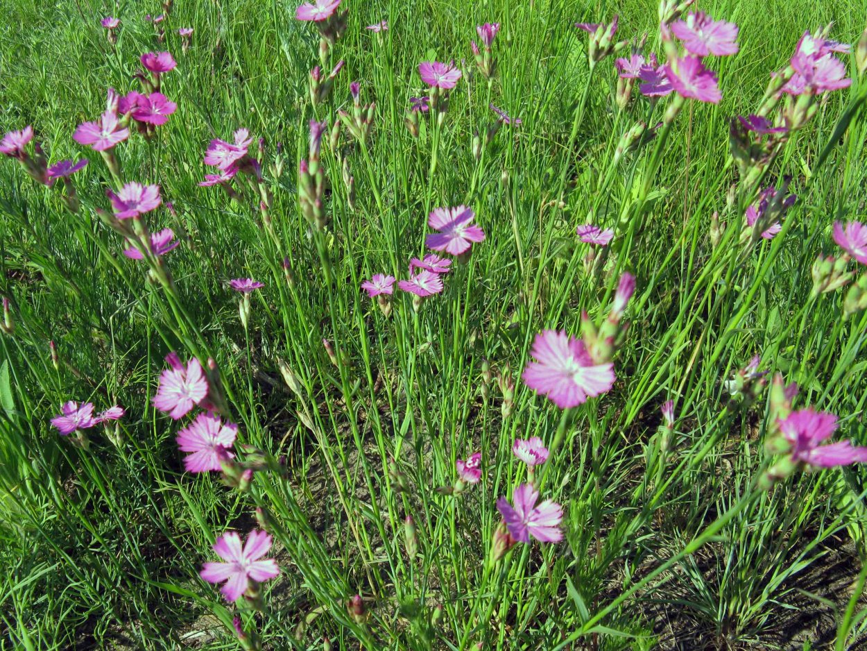 Гвоздика травянка Лесная