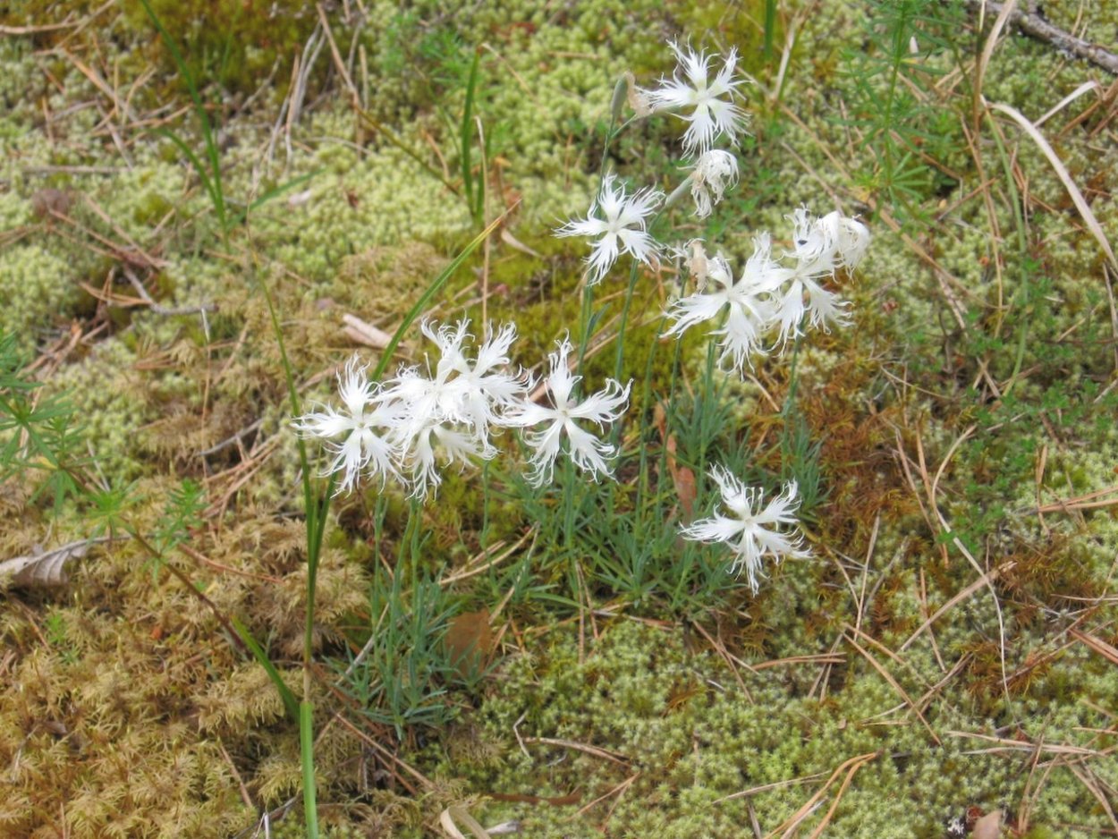 Гвоздика Крылова