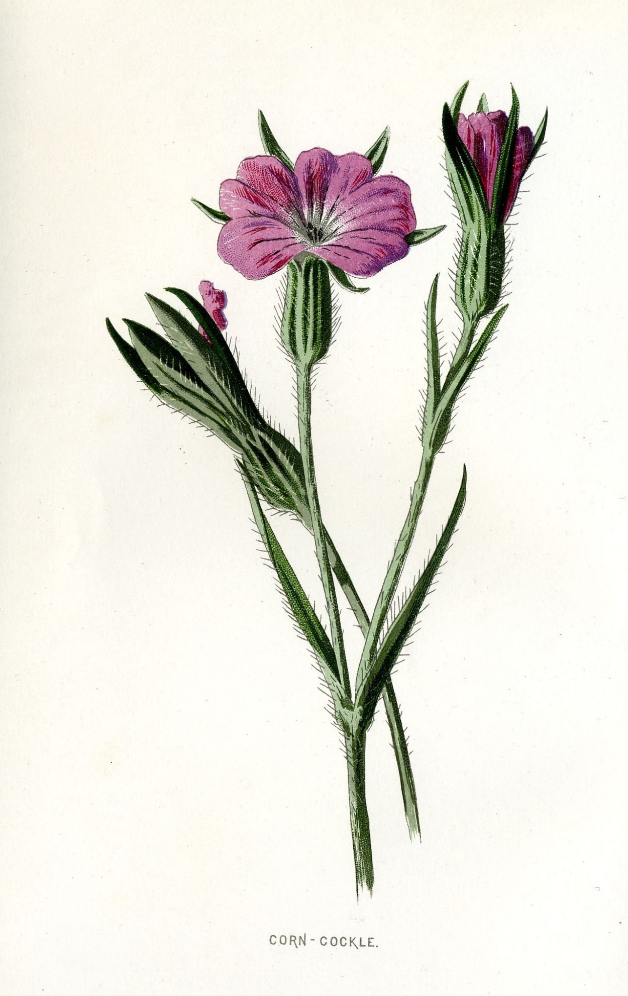 Куколь обыкновенный (Agrostemma githago l.)