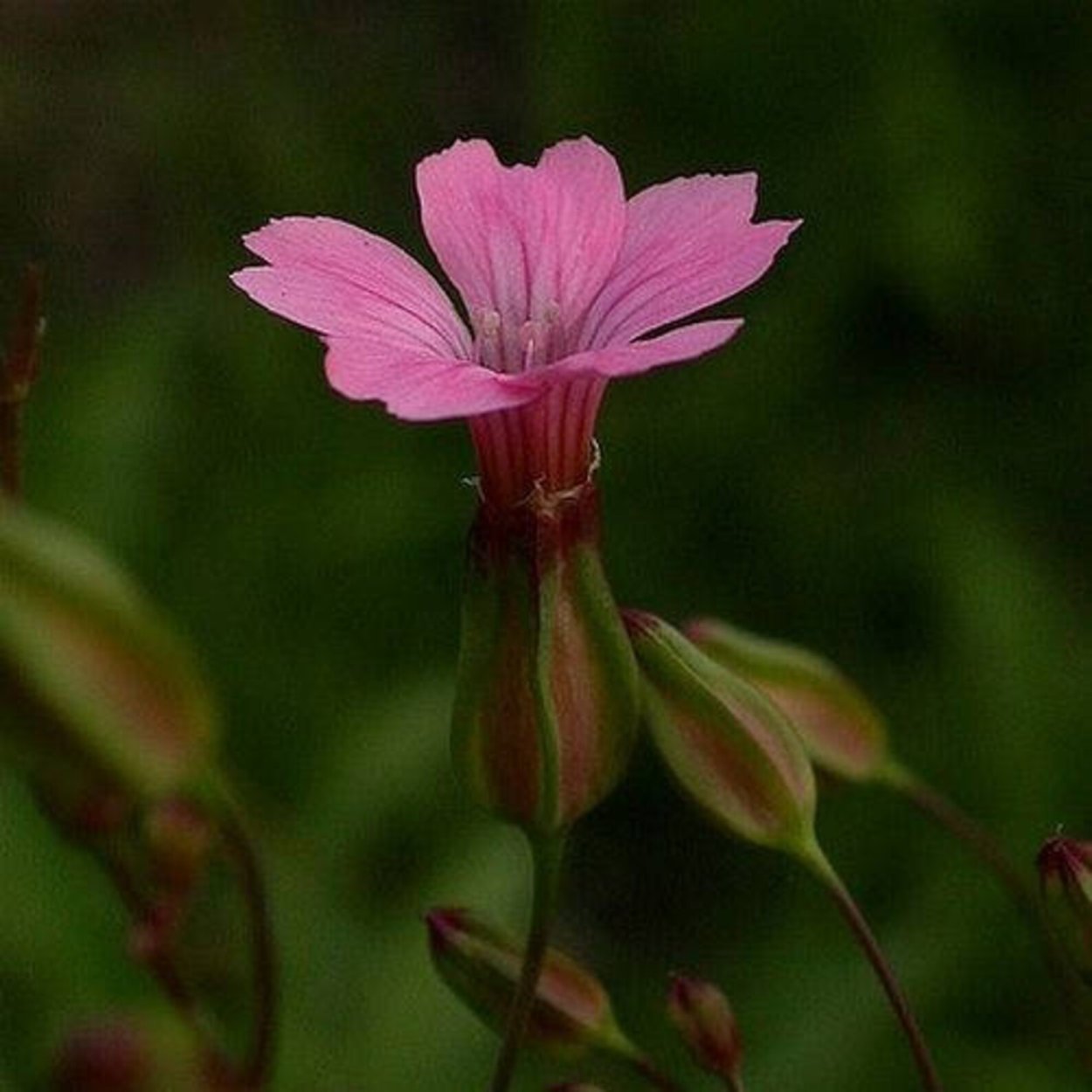 Тысячеголов, Ваккария