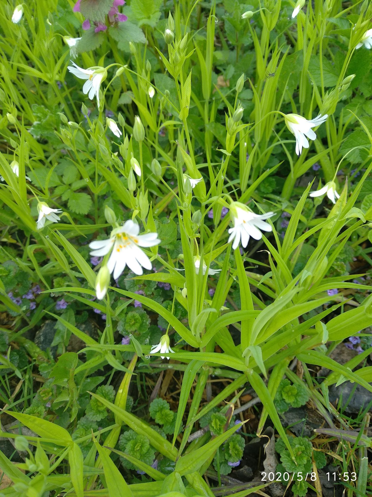 Звездчатка злаковая