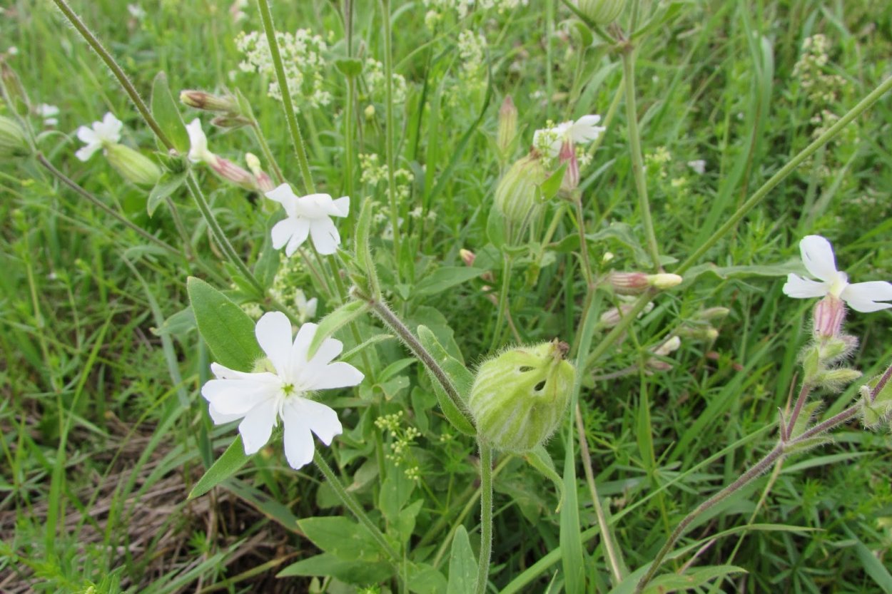 Смолевка сорняк