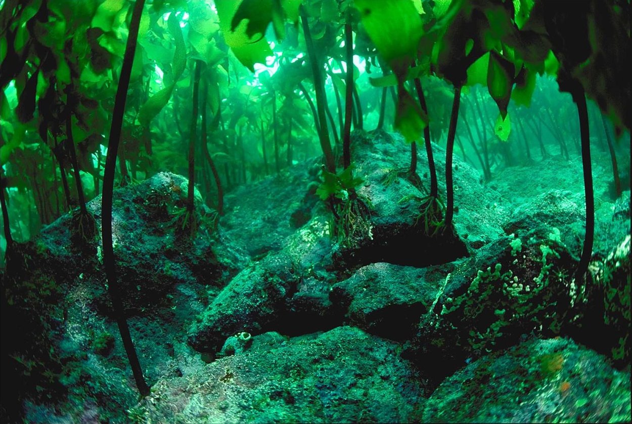 Подводные заросли. Лес под водой. Речное дно. Тропическое болото.