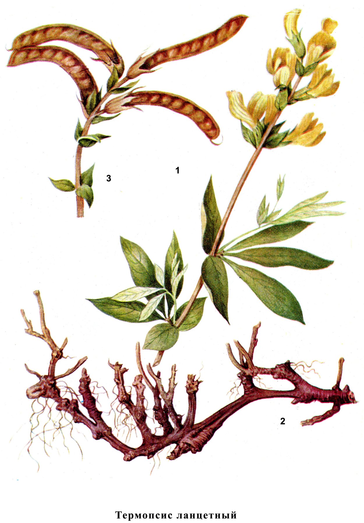 Плод чины Луговой