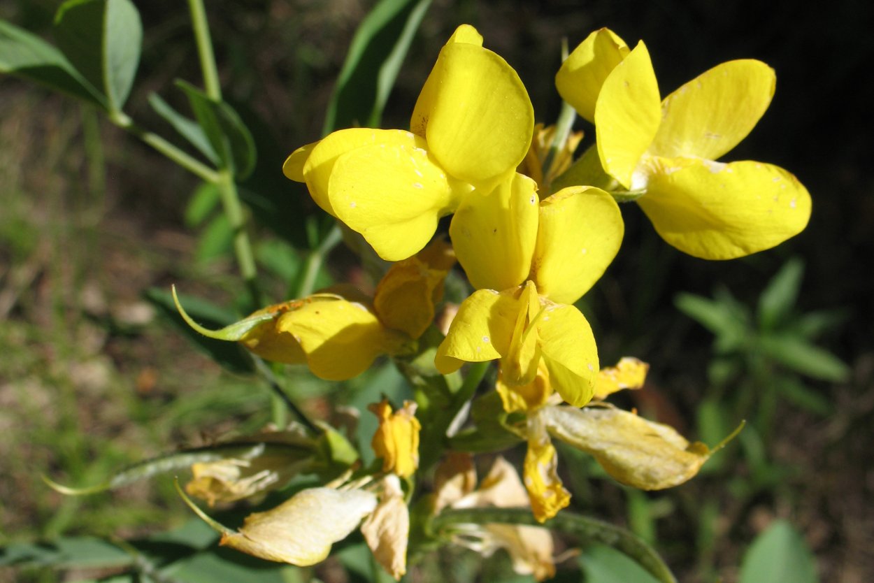 Термопсис Альпийский