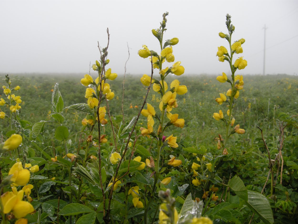 Термопсис ланцетовидный
