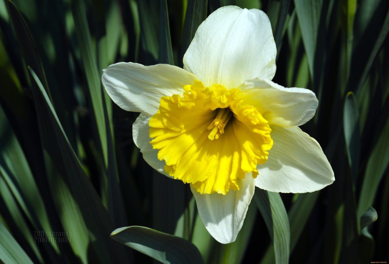 Нарцисс Вики