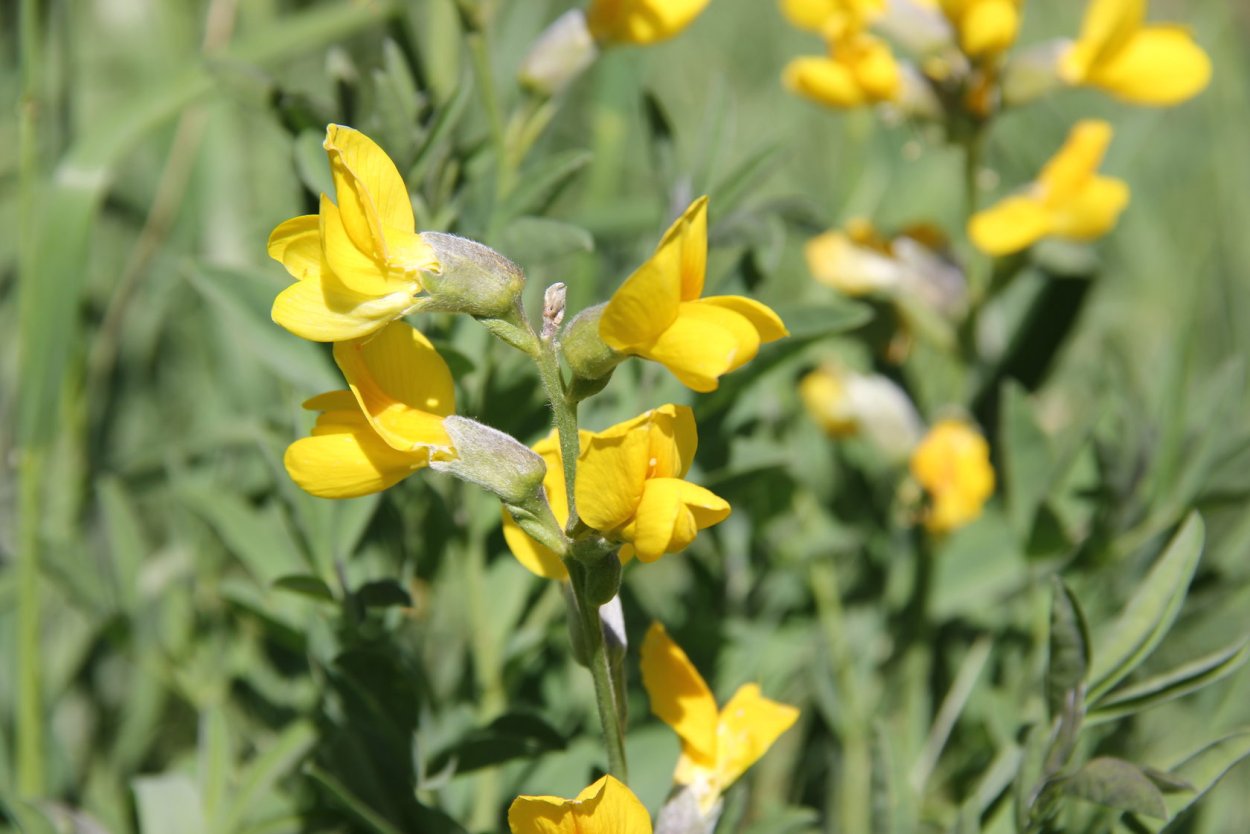 Плод чины Луговой