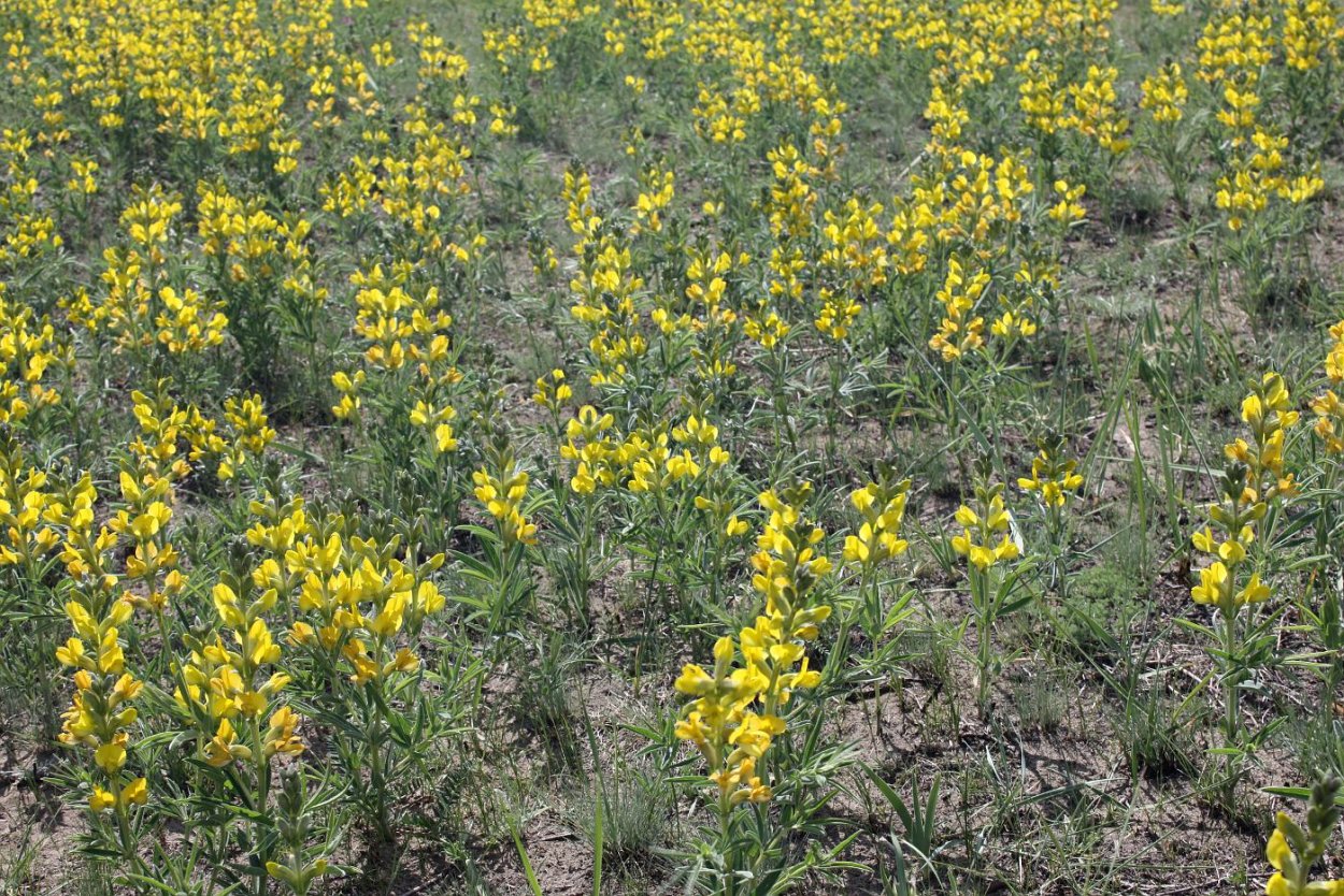 Термопсис ланцетный (Thermopsis lanceolata r.br.)
