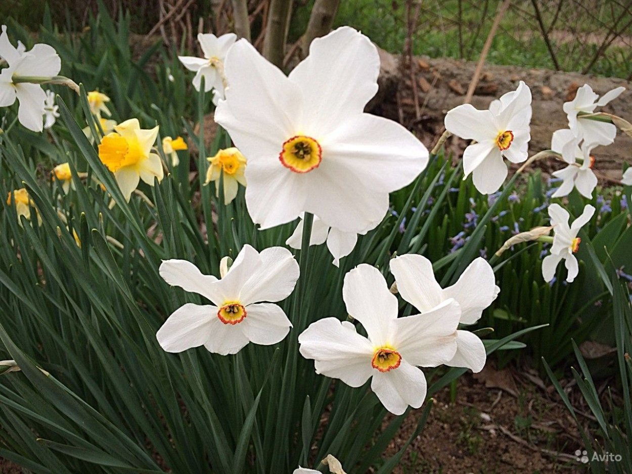 Нарцисс зеленоглазка