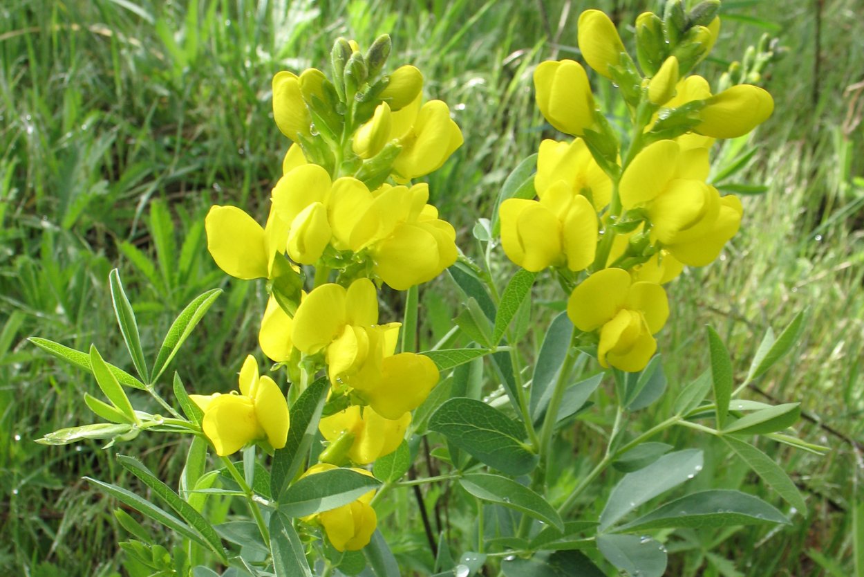 Thermopsis lanceolata гербарий